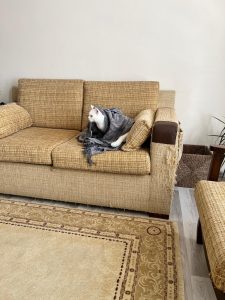 Evcil Hayvanlara Özel Koltuk Kumaşları