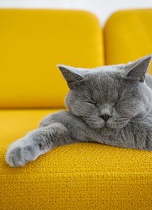 Evcil Hayvanlara Özel Koltuk Kumaşları 4